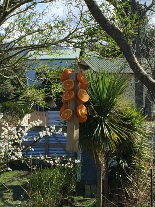 Union Street Hideaway Waihi Exterior foto